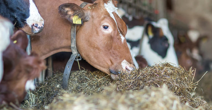 Nahaufnahme der Kühe in unserem Stall