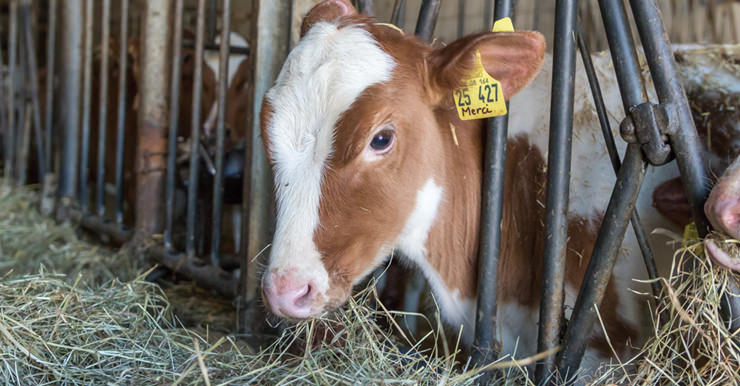 Nahaufnahme der Kühe in unserem Stall