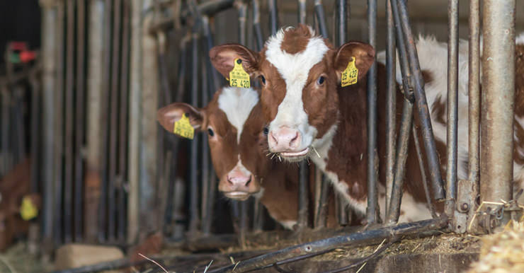 Nahaufnahme der Kühe in unserem Stall