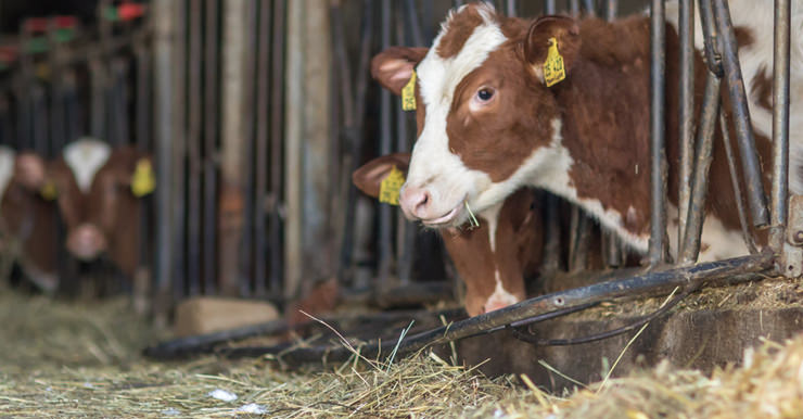 Nahaufnahme der Kühe in unserem Stall